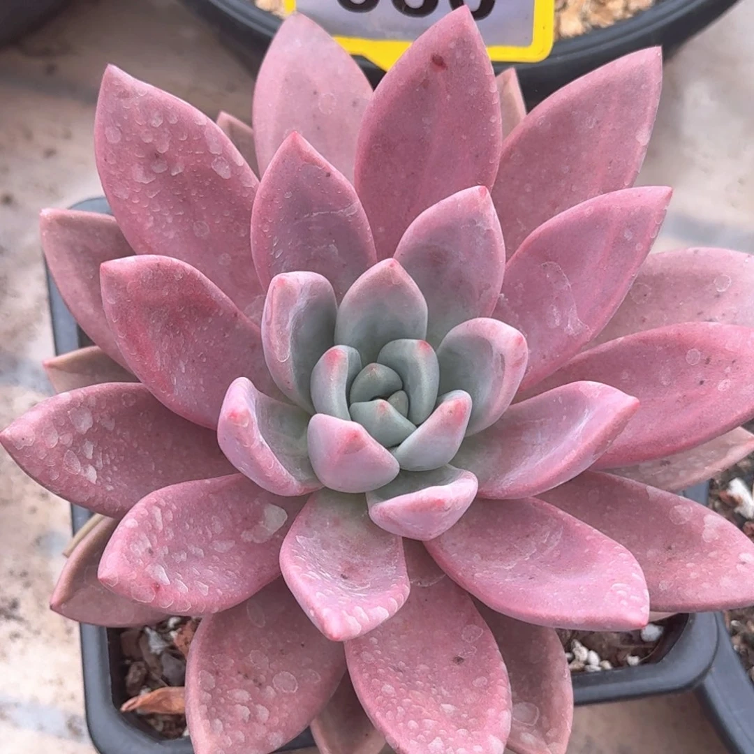 赫菲虞多肉植物930