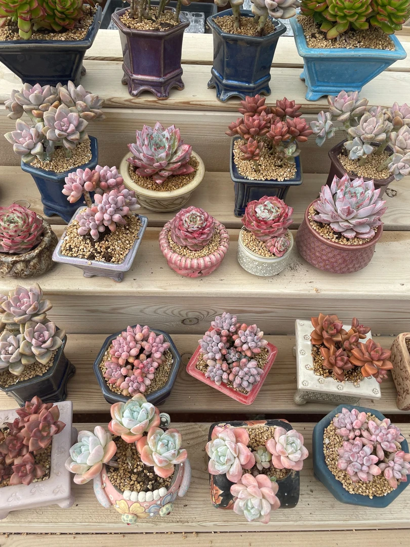 【满9.9包邮】综合链接 冰玉.淡雪.姬胧月.蒂亚.天鹅绒.婴儿手指