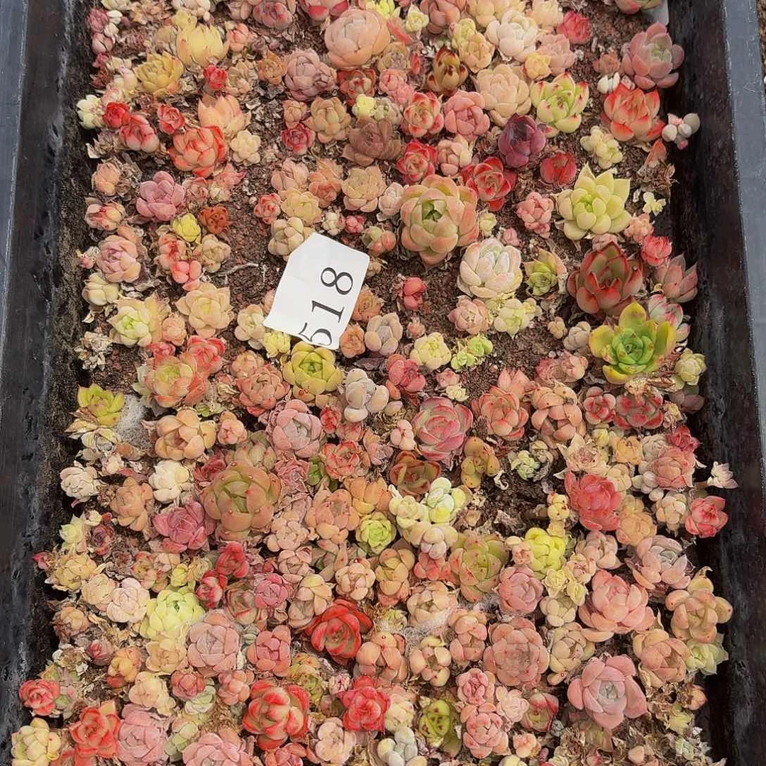 一****?多肉植物多肉植物518