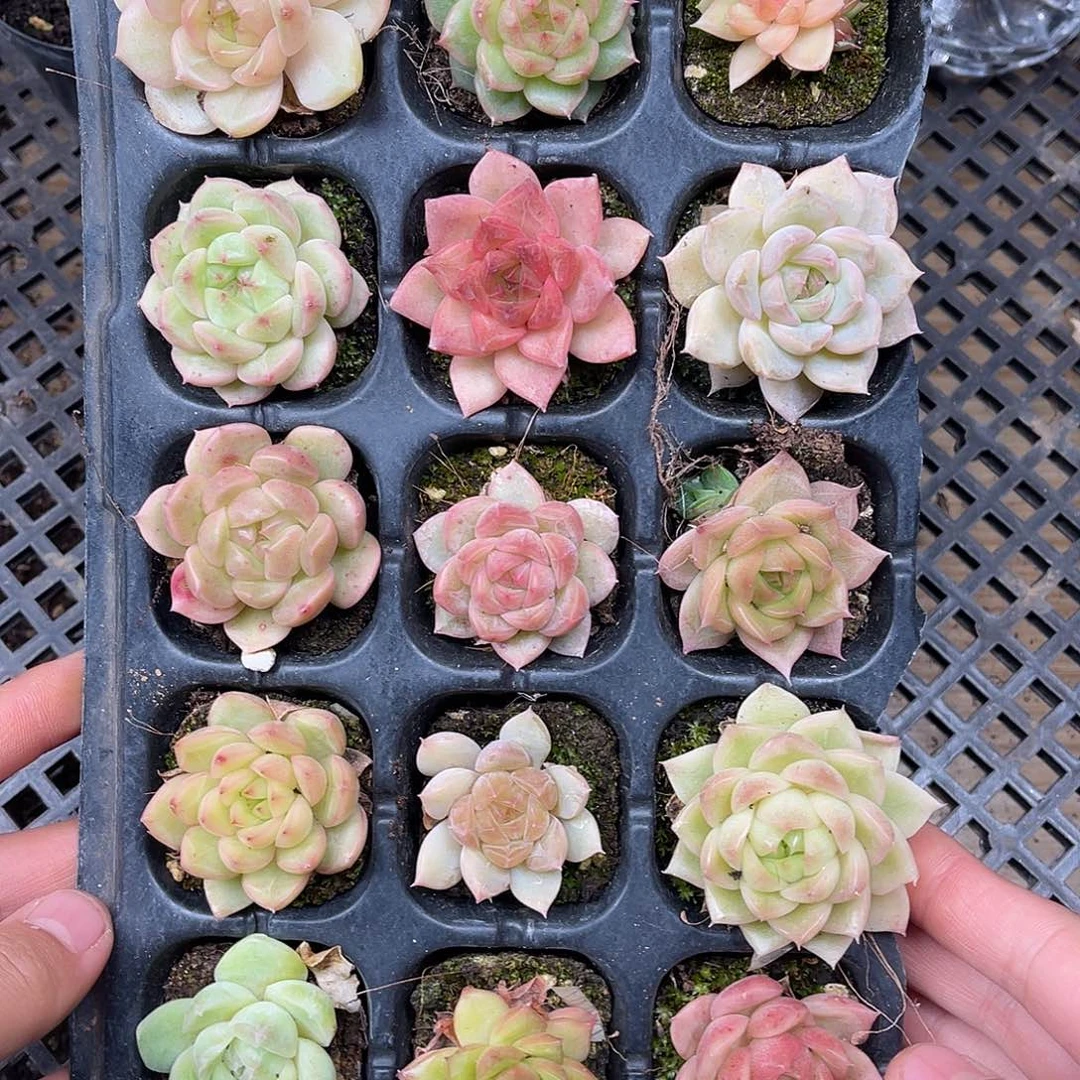 多肉一物一拍11-169