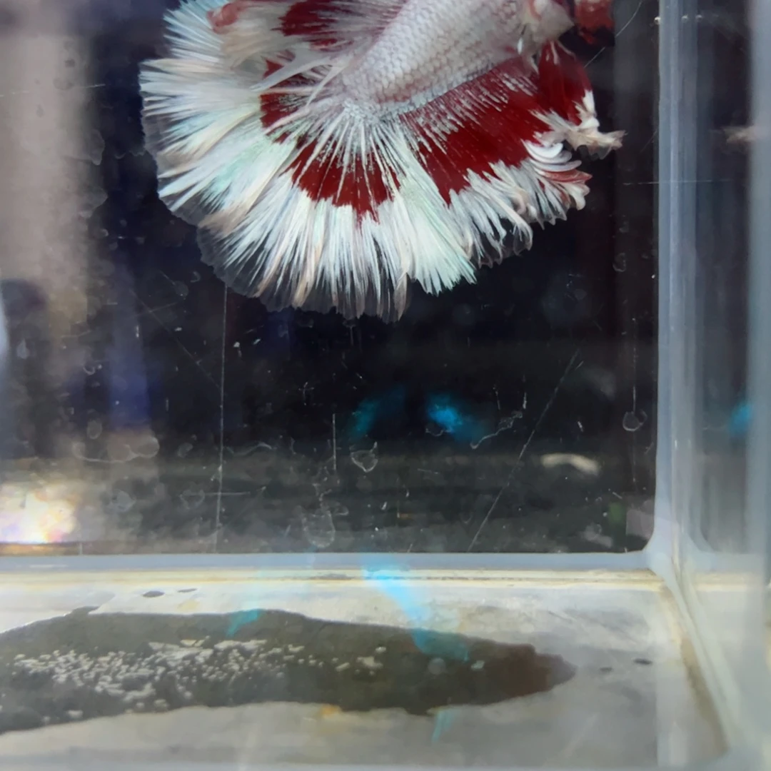 斗鱼浅色特殊尾hhhh