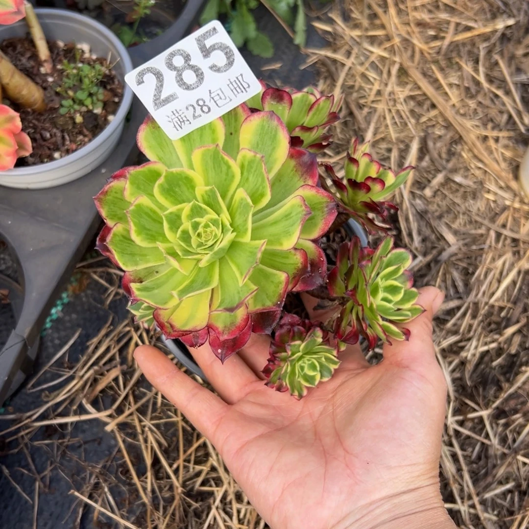 芳***多肉植物285无售后