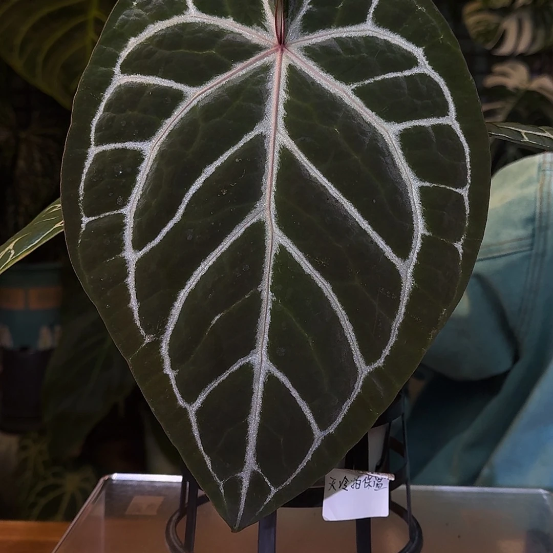 不开花植物M76粉钻石杂米歇尔