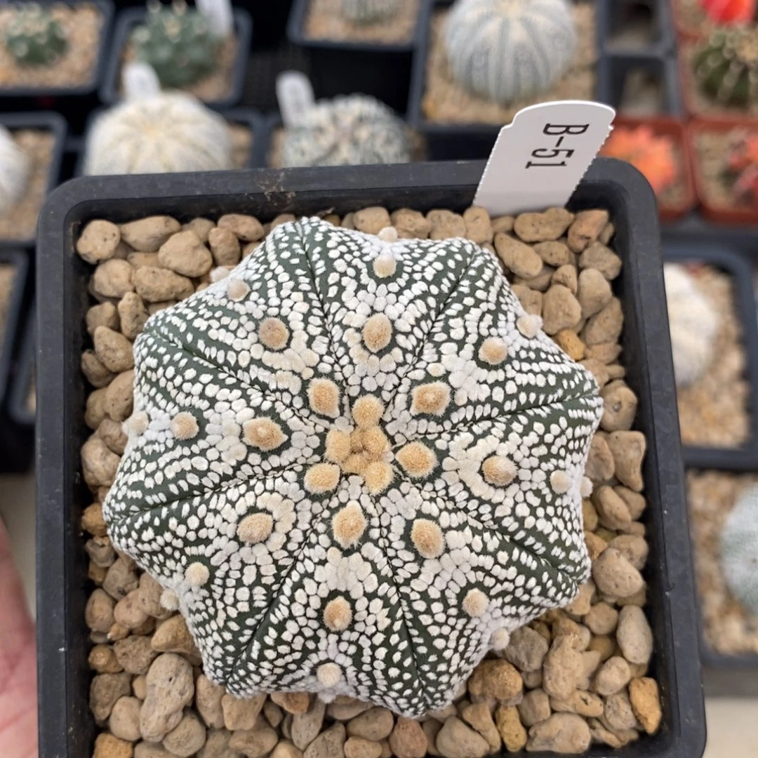 兜 反转 B-51 小妮子