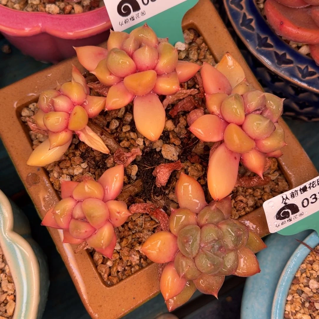 从前慢多肉精选编号0330.128