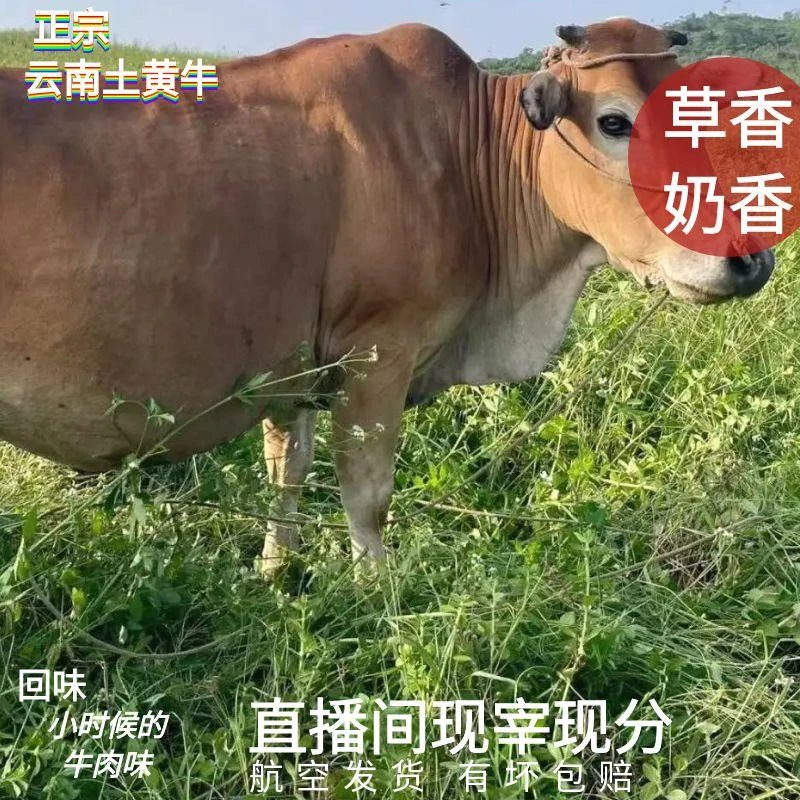 【现场改价1空运】云南土黄牛牛排牛腩腿肉