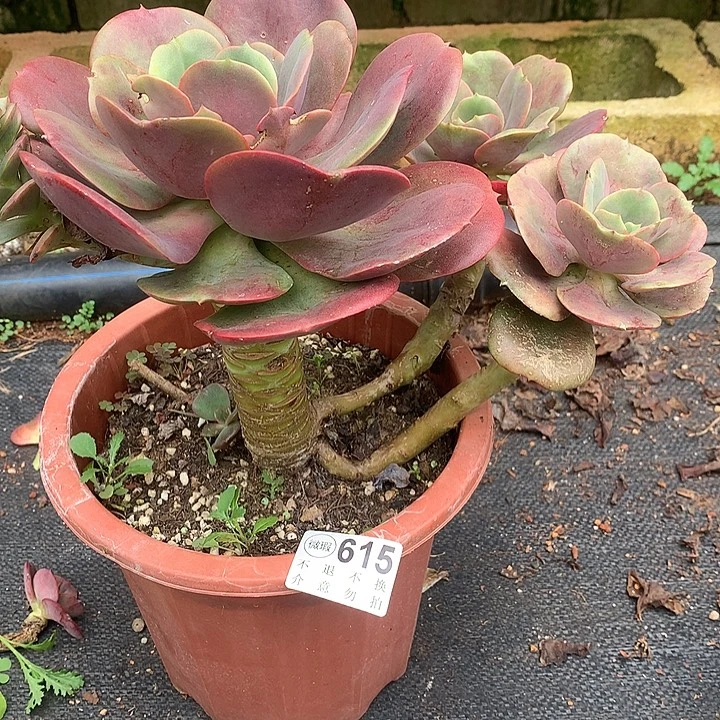 沐***0紫碧老桩瑕疵 不售后 多肉植物9.27号左右发