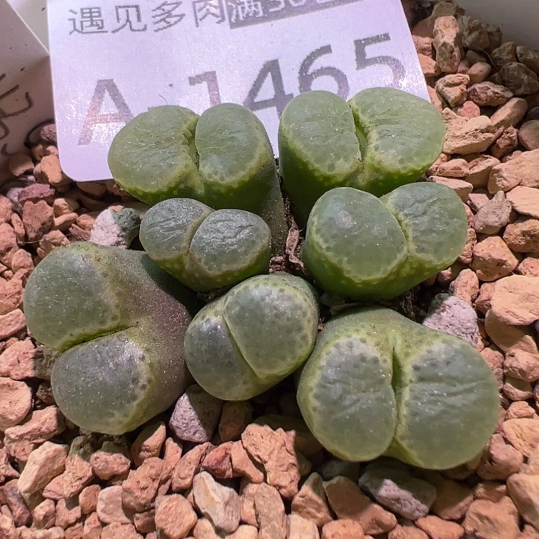 多肉植物11111111111