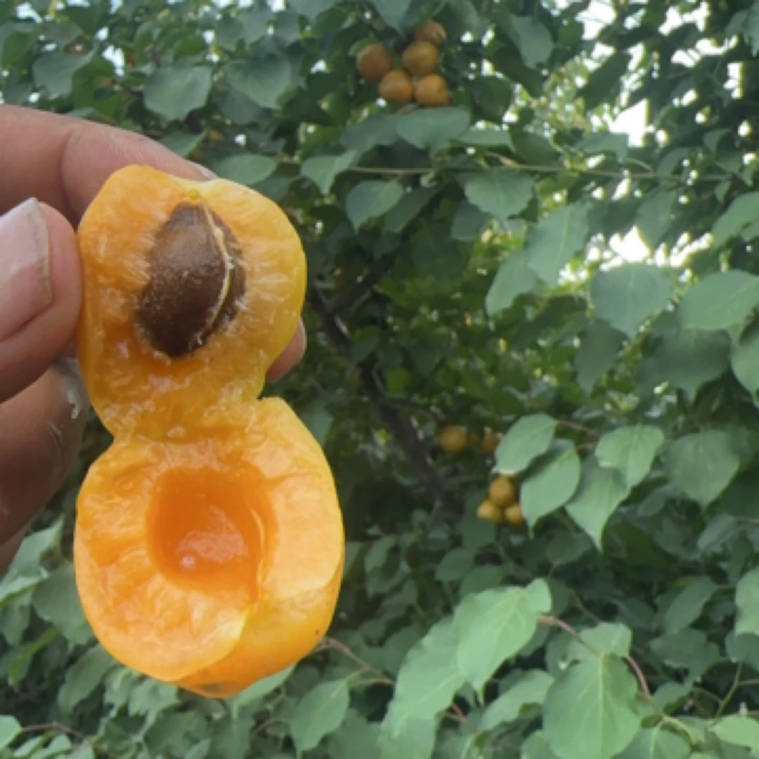 【顺丰快递】陕西大荔县珍珠油杏净重3斤糖度高微酸