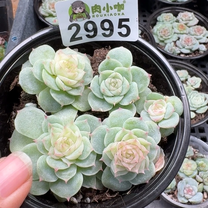 多肉植物多肉植物
