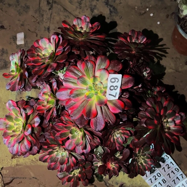 687烟花多肉植物处理不售后