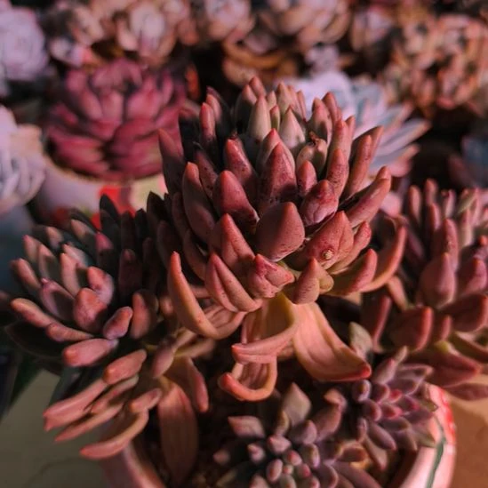 精品多肉水晶球啧啧啧