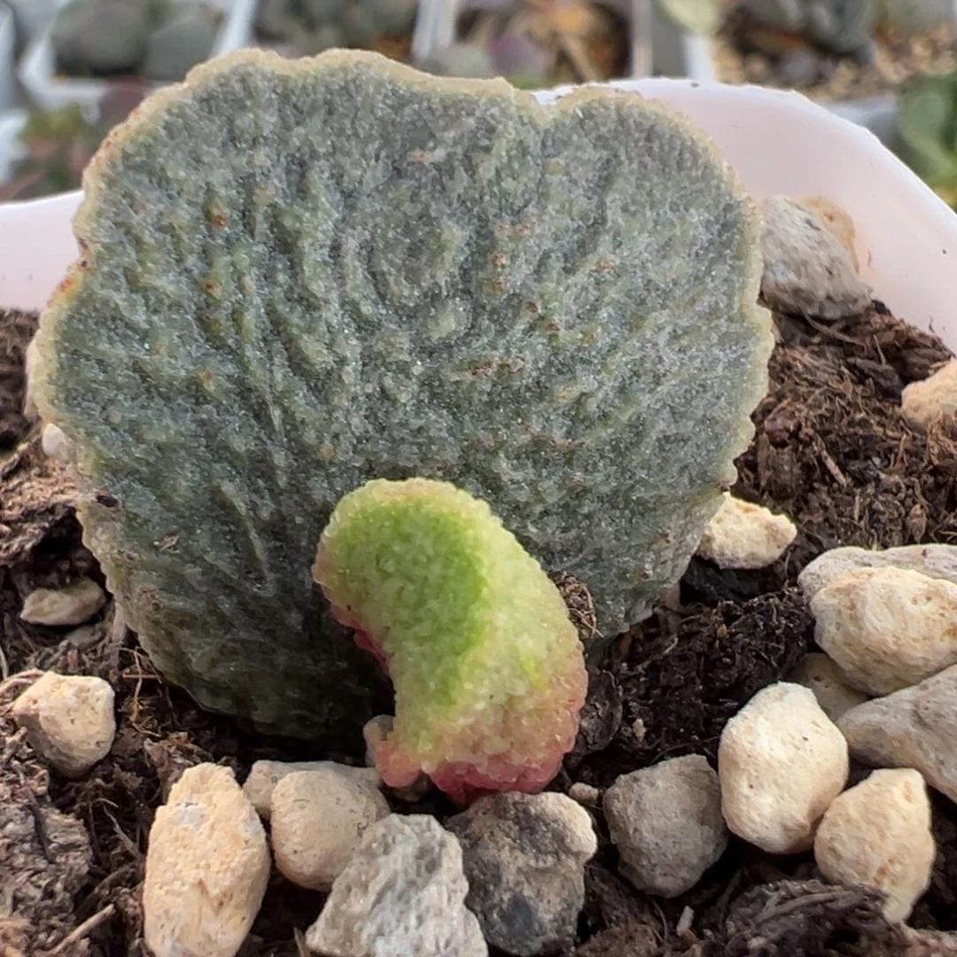 实生新品大苗多肉植物水泡