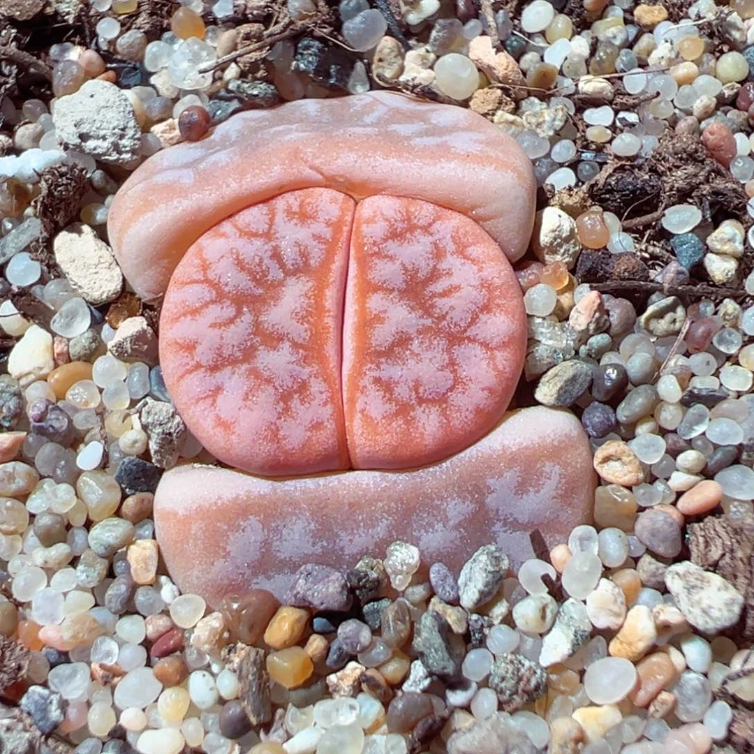 207-452.粉拿铁多肉