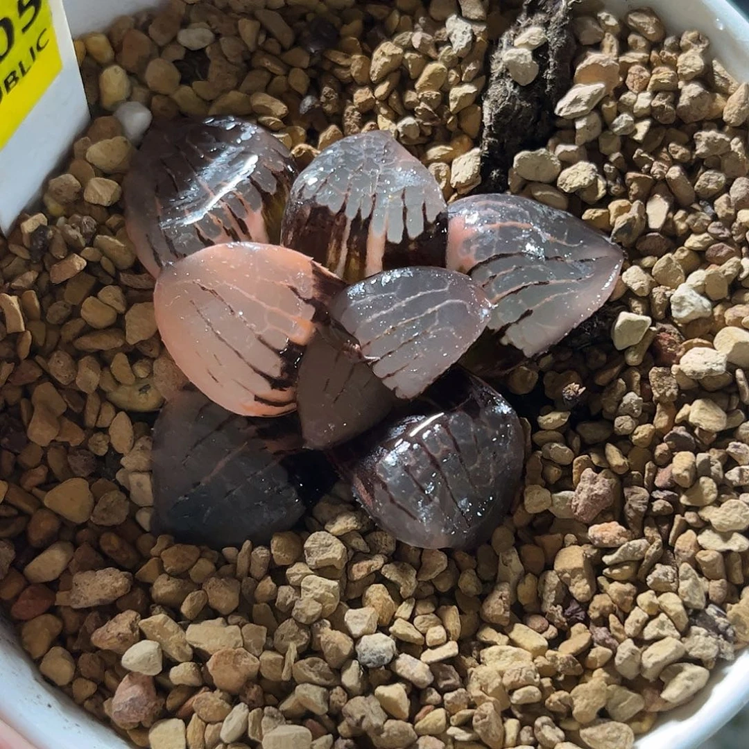 305日月潭寿锦福利