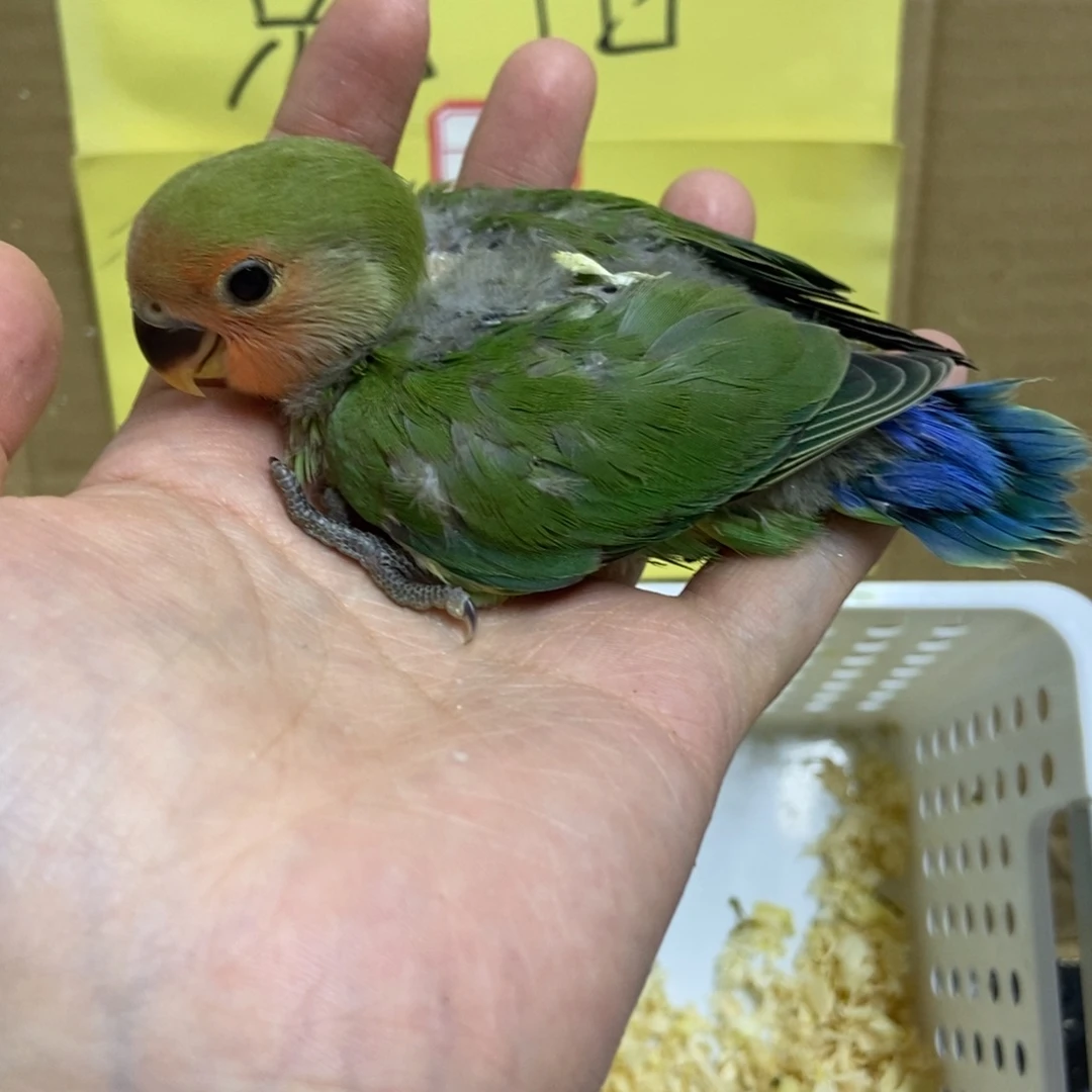 桃脸牡丹鹦鹉半毛手养牡丹鹦鹉