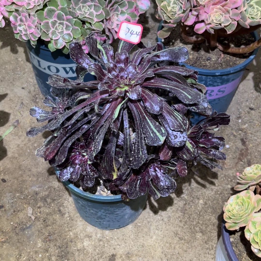 744多肉植物水墨丹青