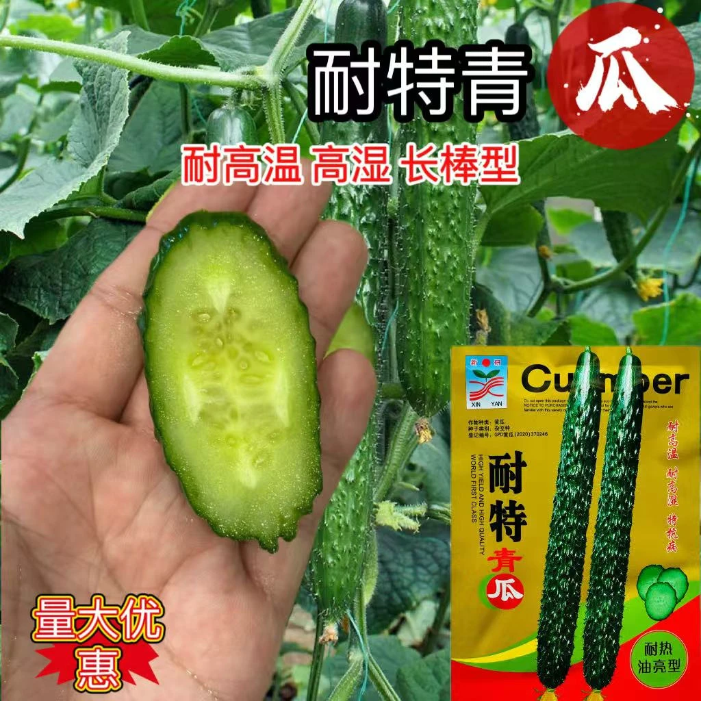 耐热高产青瓜种子绿皮绿肉油亮型黄瓜种籽