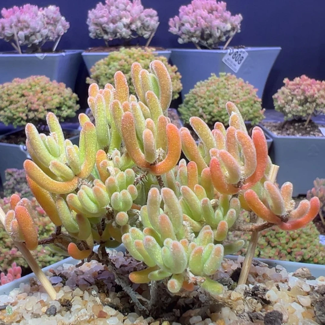 【闪购商品】d828三叉橙叶的优选橙闪