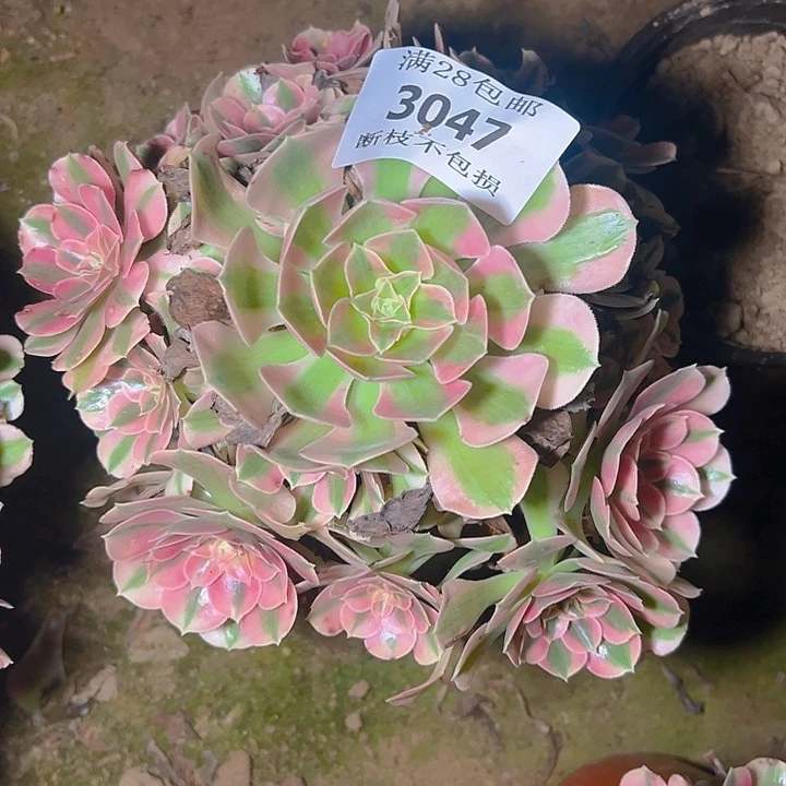 3047粉女巫多肉植物