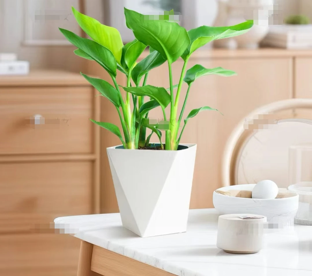 天堂鸟可土可水培植物鹤望兰盆栽室内花卉水养四季常青好养易活