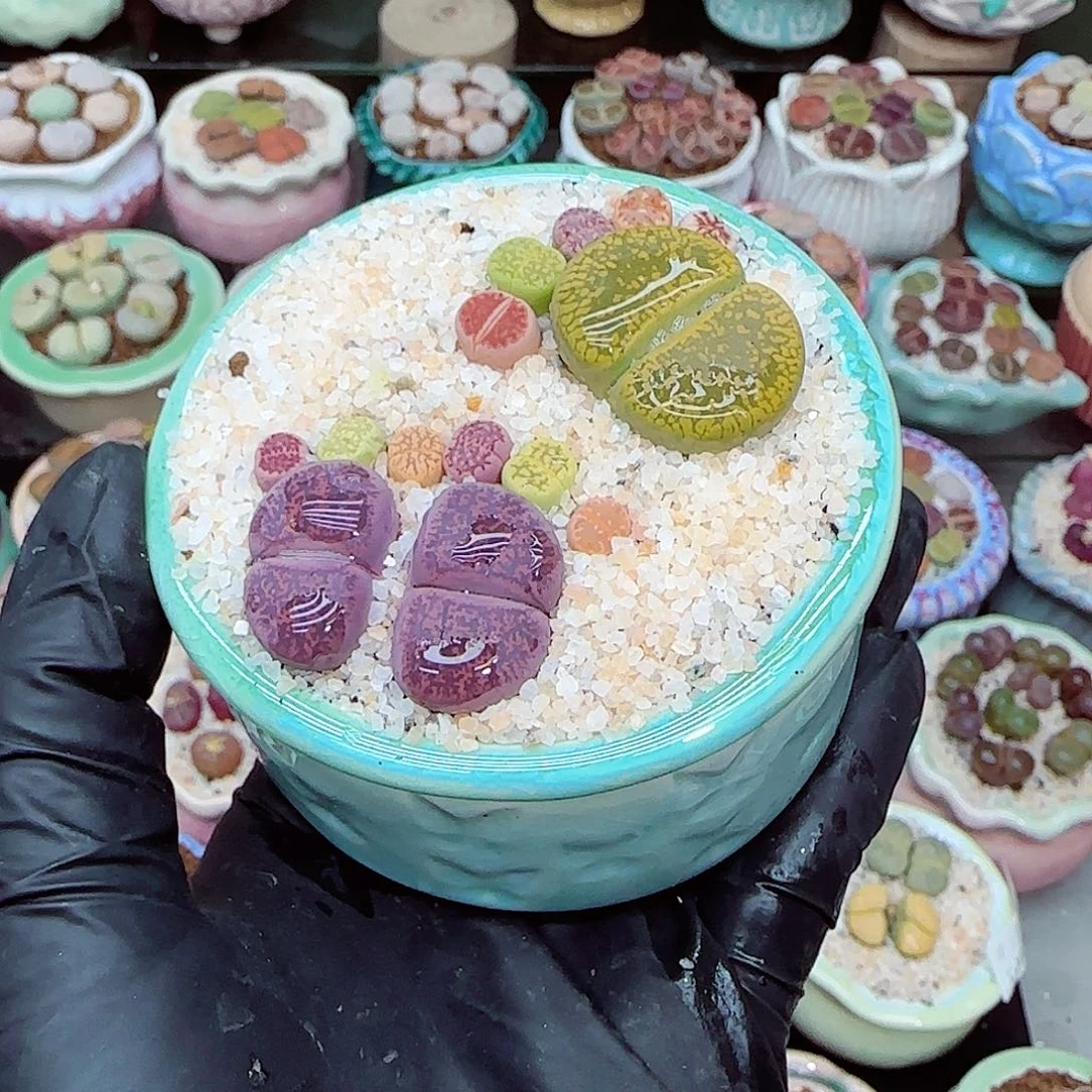 生石花满18包邮0103-42