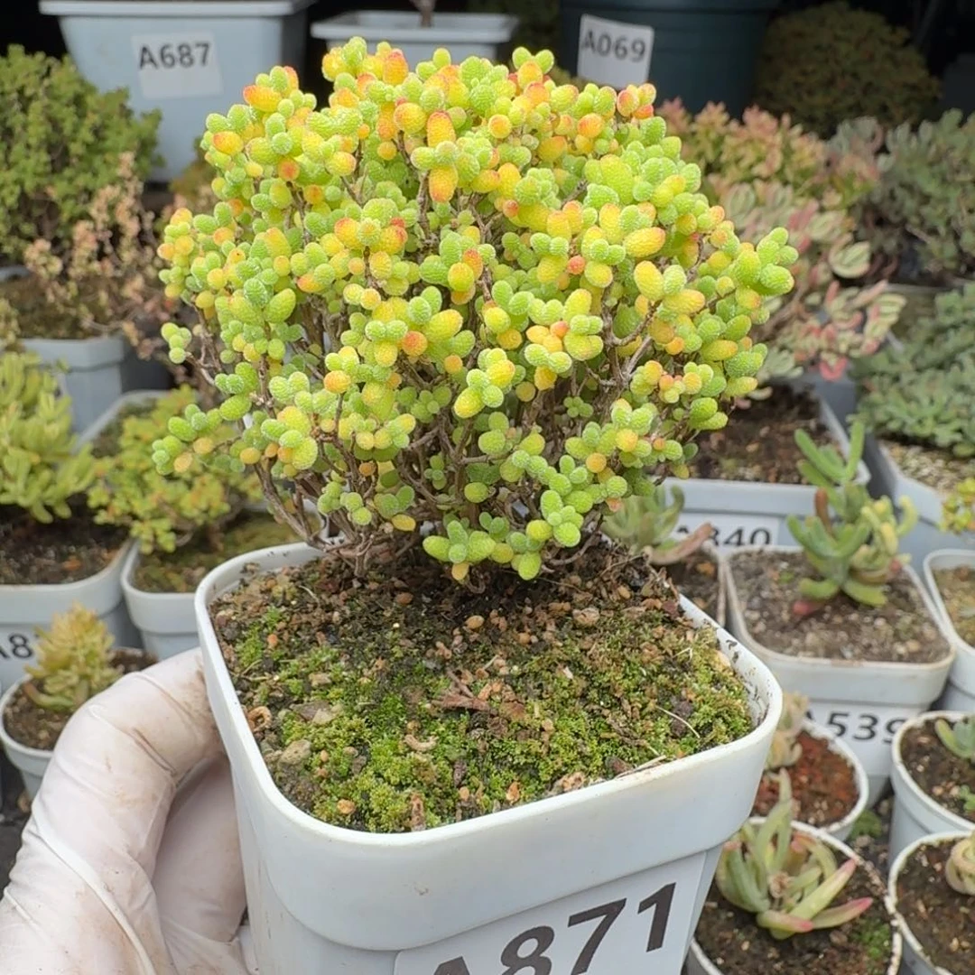 A871精控蜜橘糖球