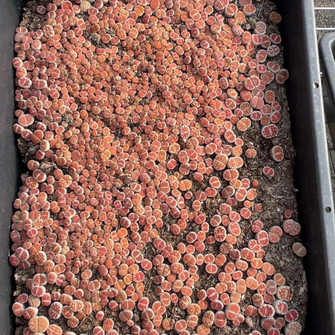 9071红窗冰橙混筐不售后