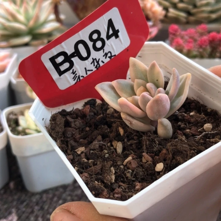 美人杂交覆轮锦有根