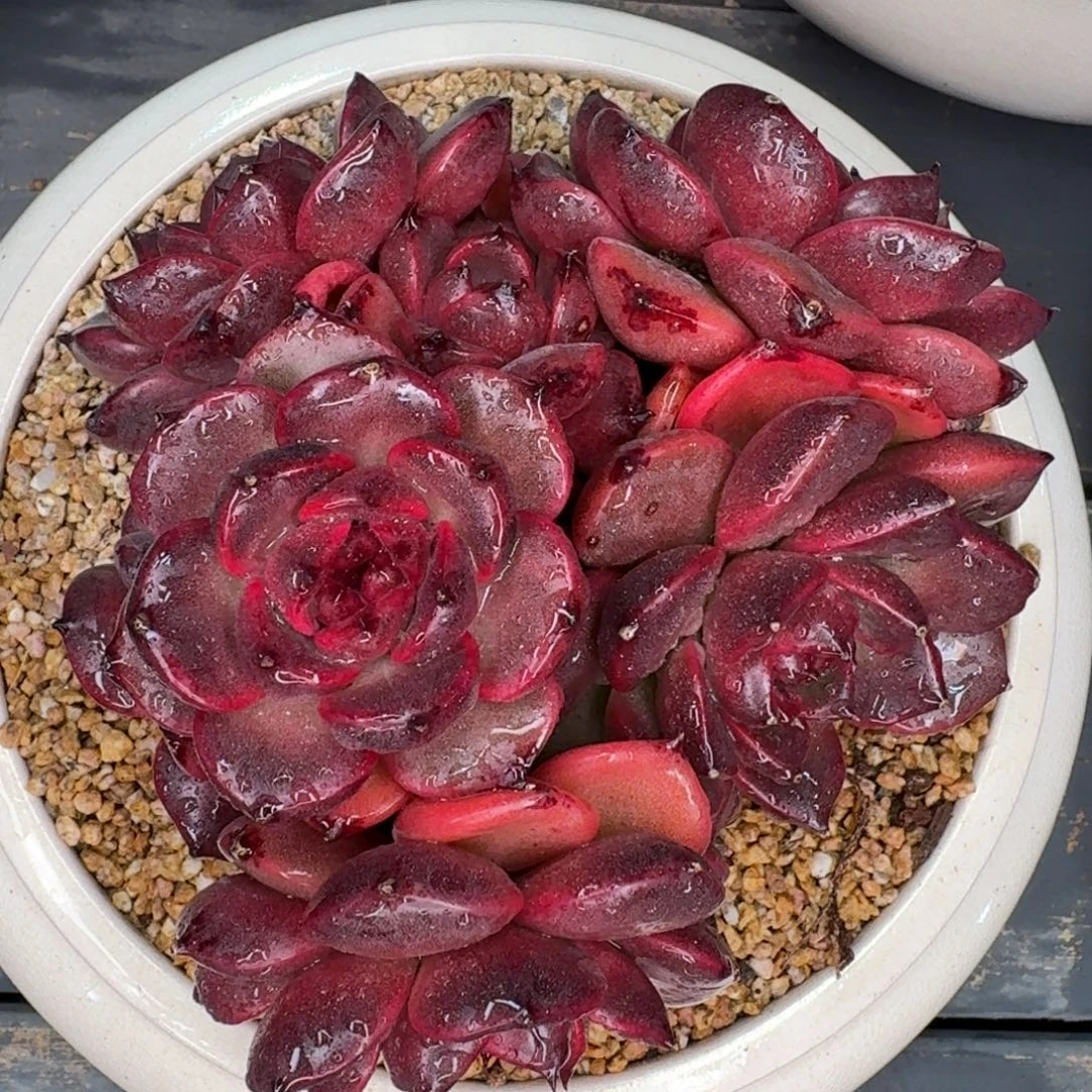 从前慢花园多肉编号1230-131