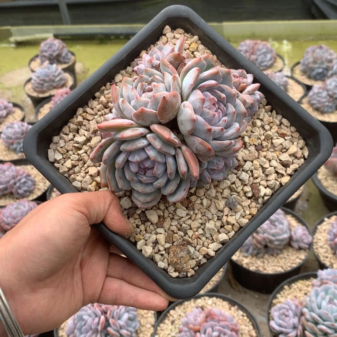 无花朵哈哈哈哈哈哈哈哈哈