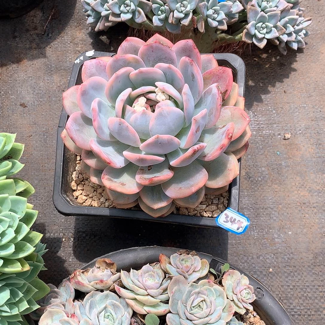 344橙子锦一物一拍多肉植物