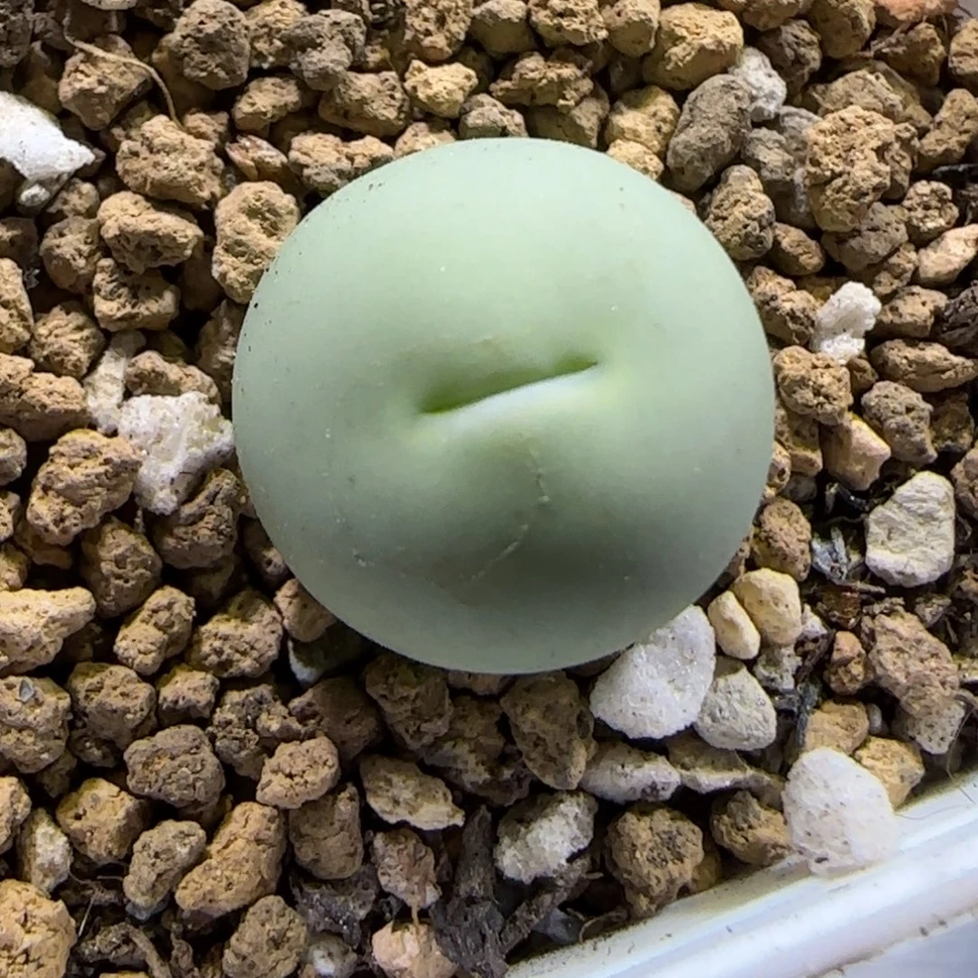 10.20。辛然园艺。鸽子蛋。2004