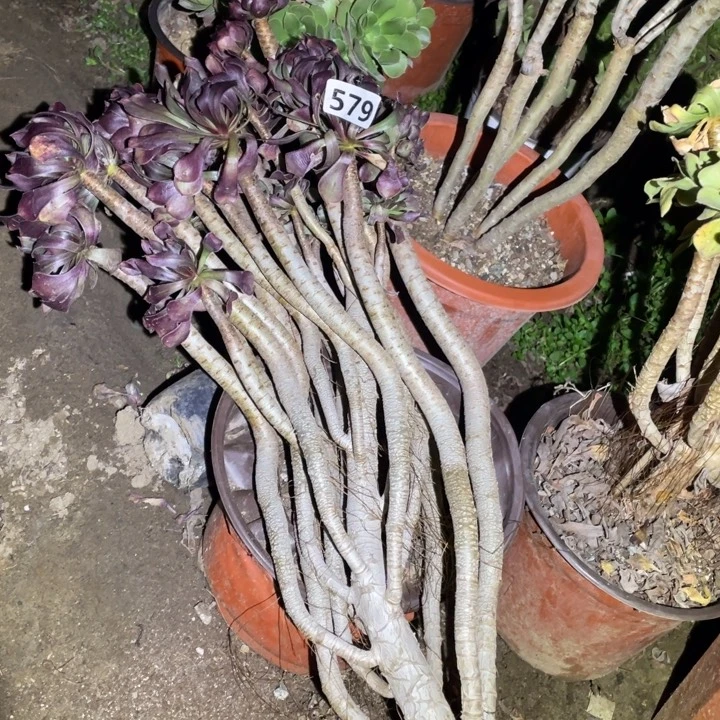 579号黑法师多肉植物
