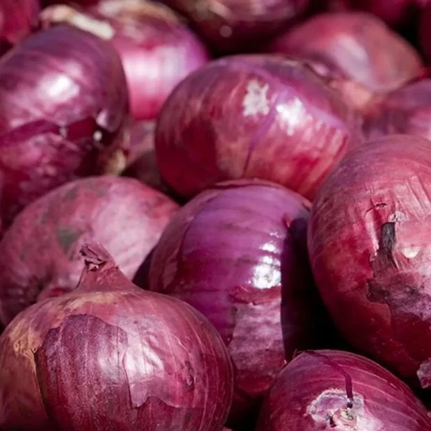 正宗紫皮洋葱产地农产品生鲜特产炒菜凉调均可