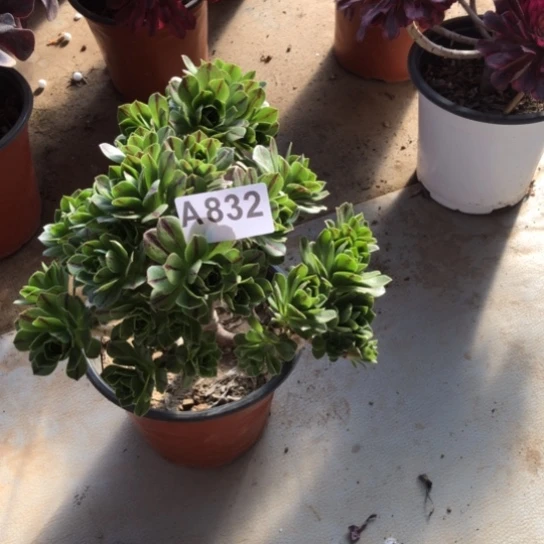 法师多肉植物麻*法师832