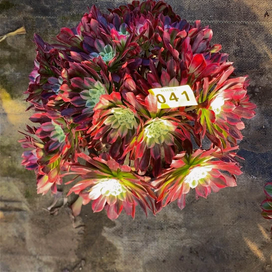 文*多肉000041天河