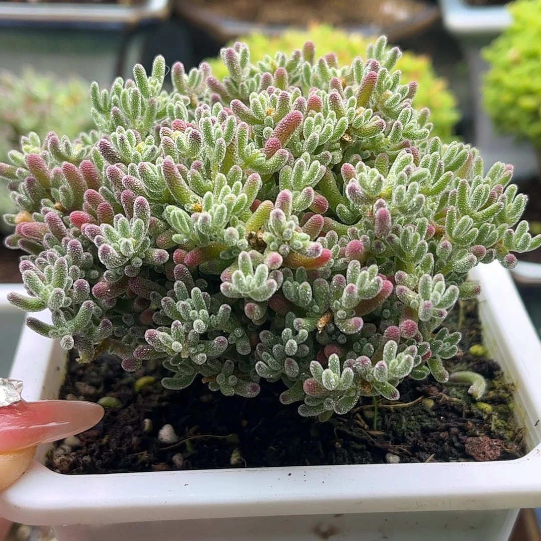 003冰晶优选枝干番杏