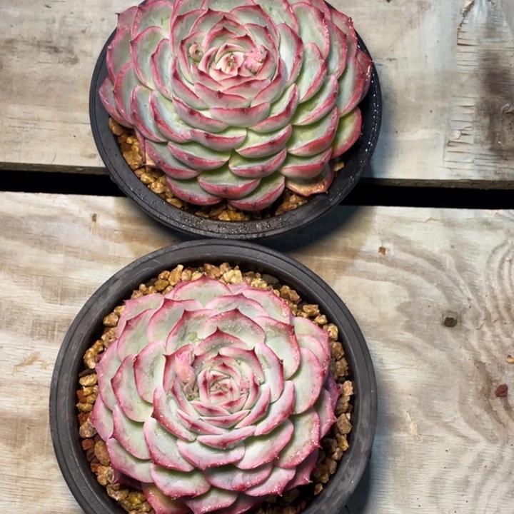 多肉赵公子相思玫瑰