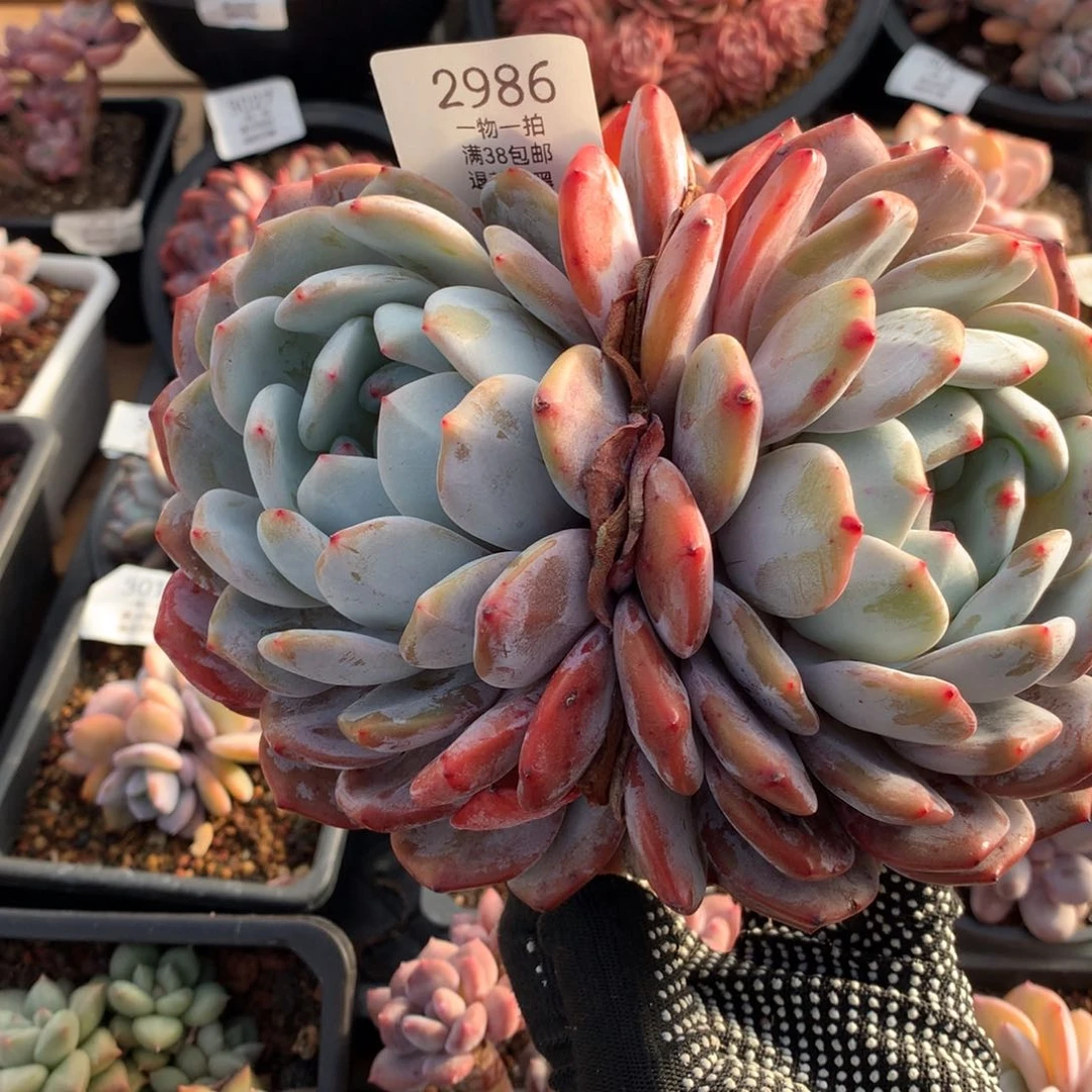 18.5厘米双头老桩橙梦露2986