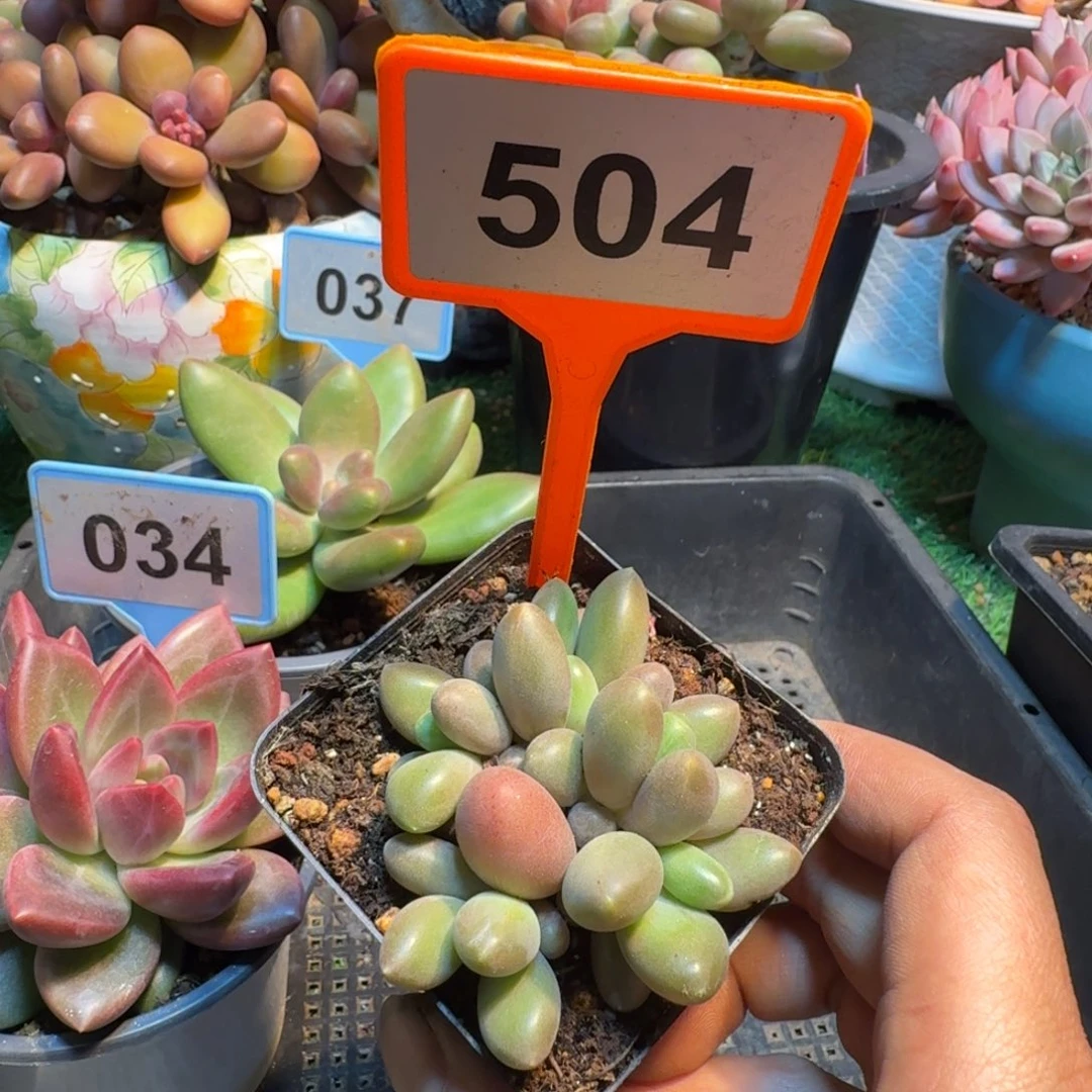 多肉植物南非王子504