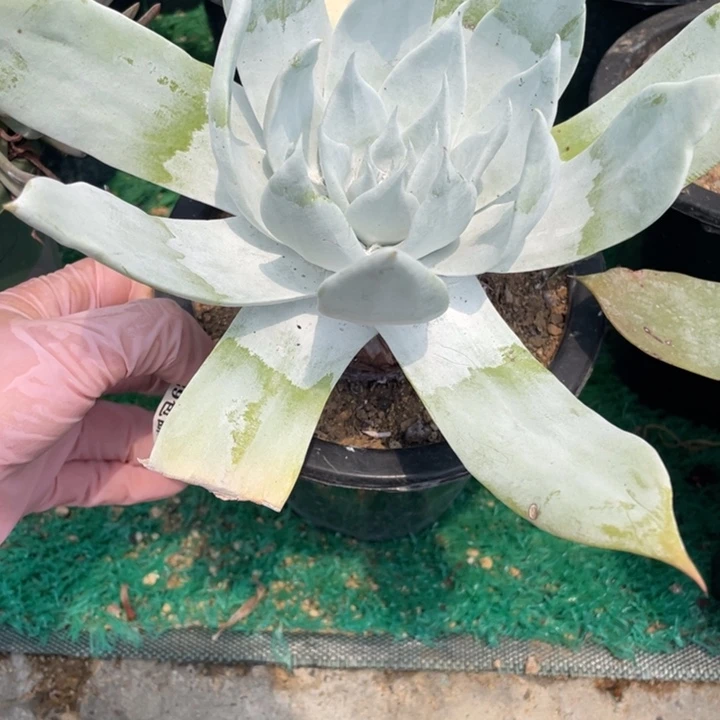 210号雪山多肉植物