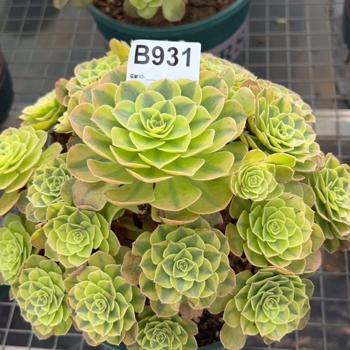 931雨荷22厘米左右