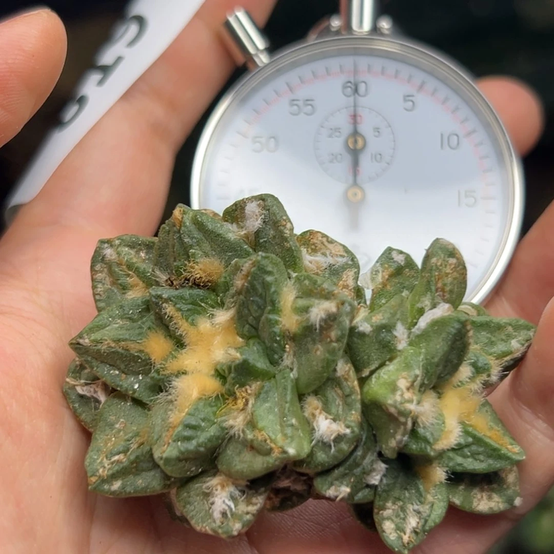 归***尘819 有根 仙人球的世界里