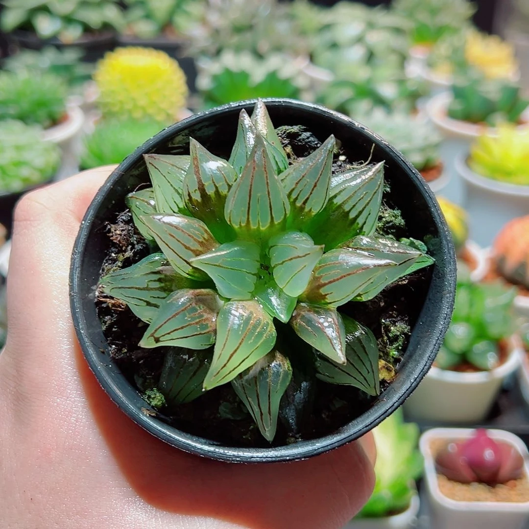 大单头万象盆多肉