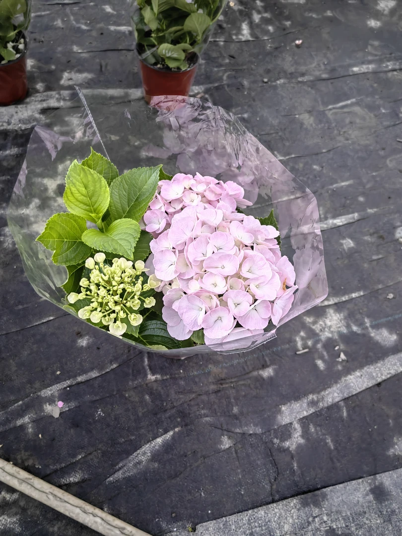 大花绣球，旭，花苗耐冷耐热花期长开花适合庭院室内种植
