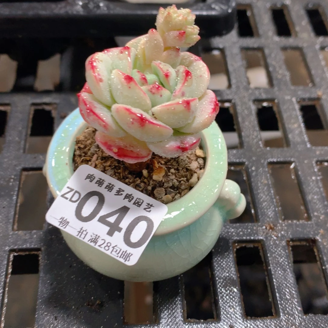 肉萌萌拇指盆精控多肉ZD040