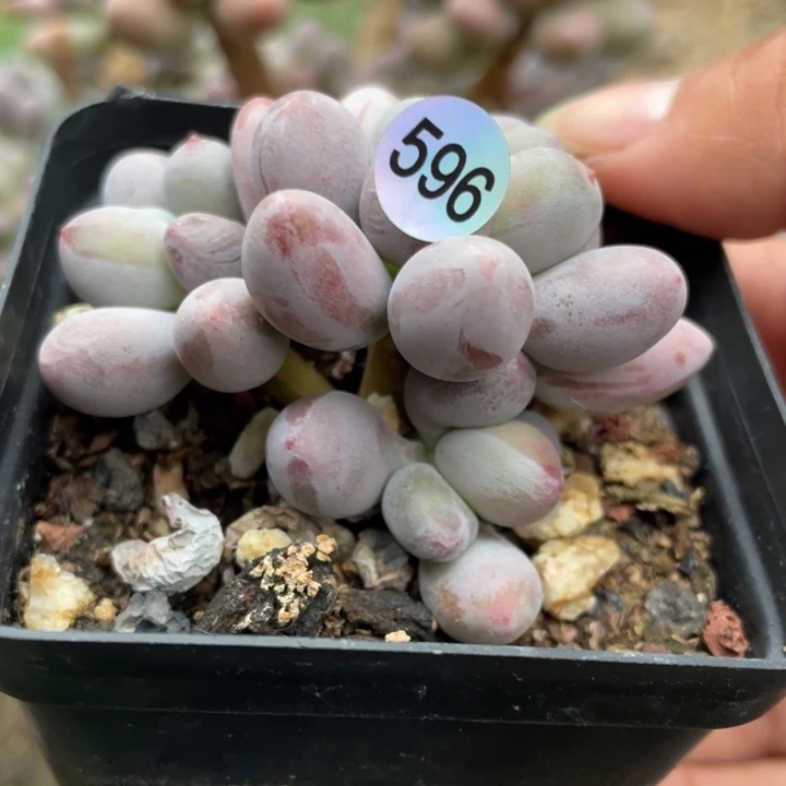 仙子奶酪多肉植物