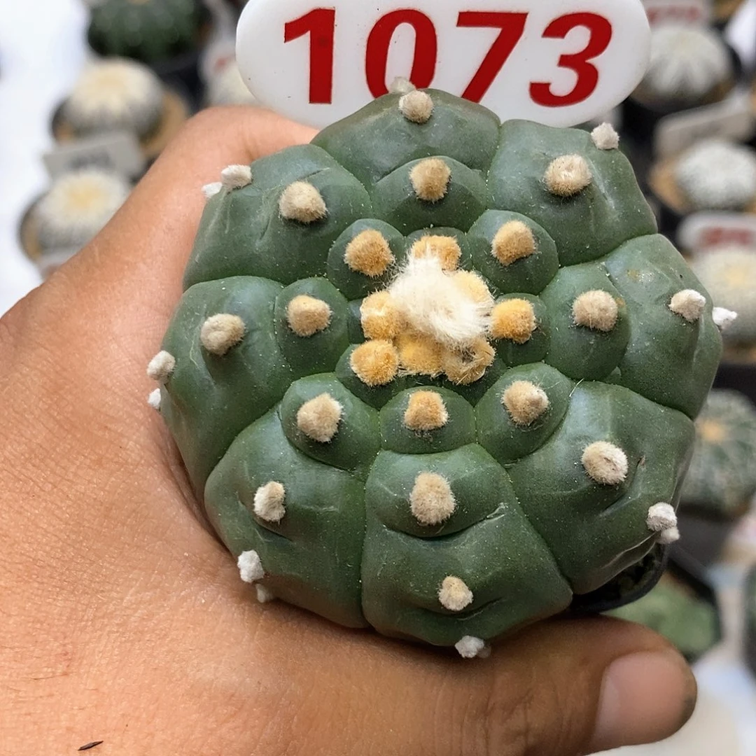 1073福利特价咯打榜