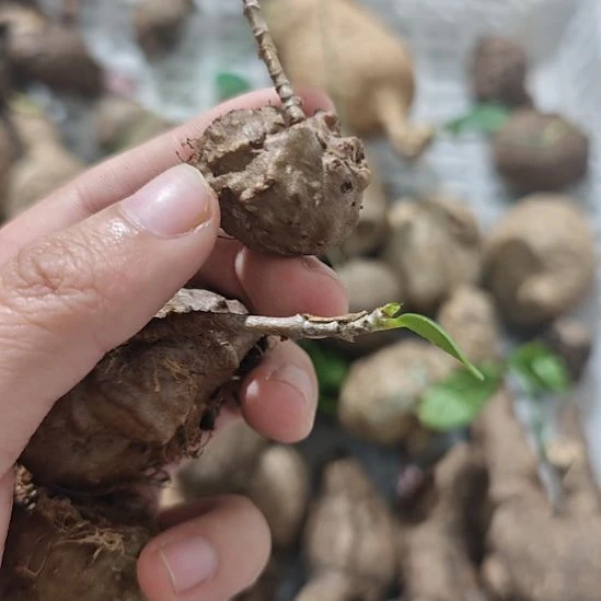 一物一拍，小奇异植物